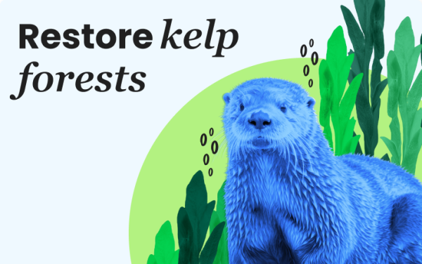 Restore kelp forests